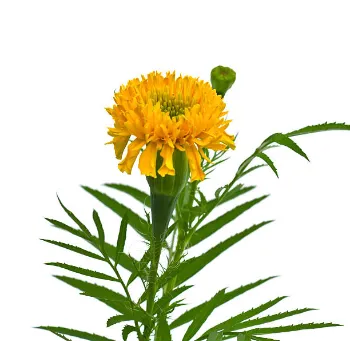 Organic Marigold Plant